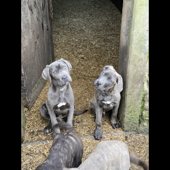 Cane Corso - Both