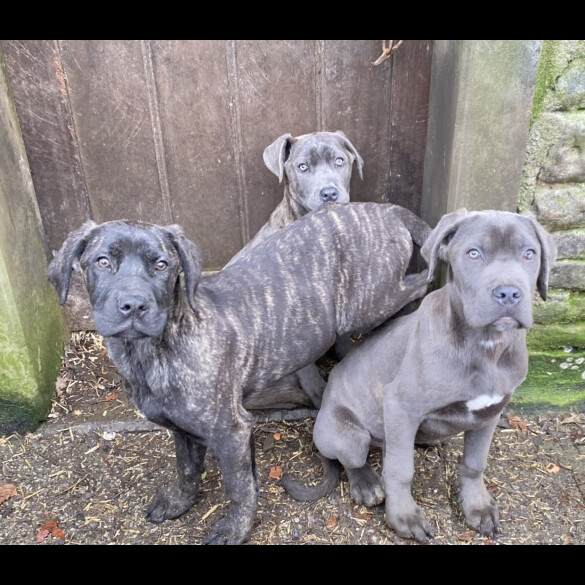 Cane Corso - Both