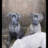 Cane Corso - Both