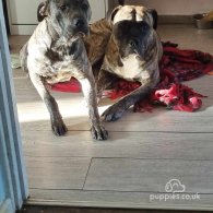 Cane Corso - Both