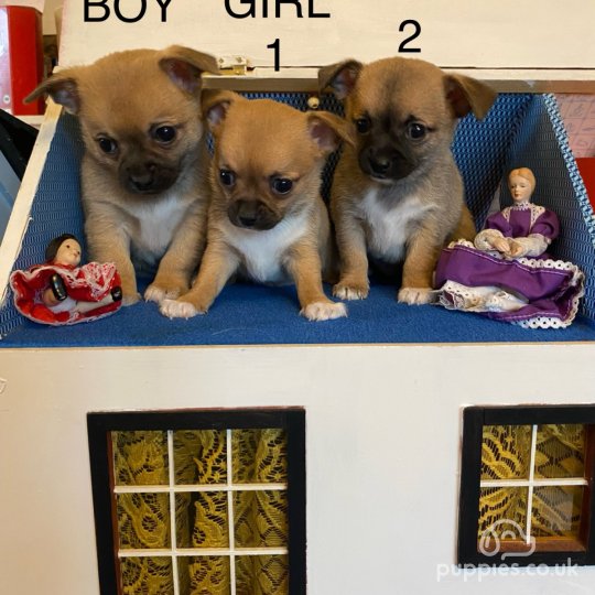 Chiweenie puppies hot sale near me