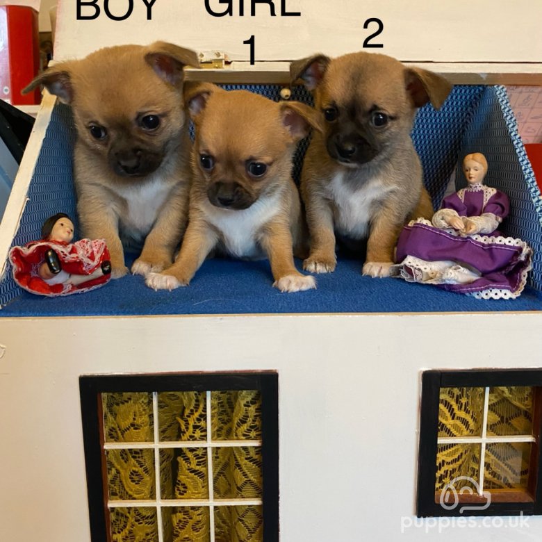 Chihuahua cross 2024 for sale