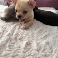 Chihuahua - Both