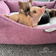 Chihuahua - Both