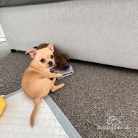 Chihuahua - Both