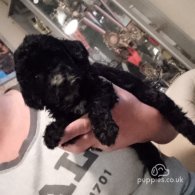 Cockapoo - Both