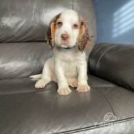 Cocker Spaniel (Working & Show) - Both