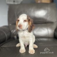 Cocker Spaniel (Working & Show) - Both