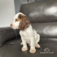 Cocker Spaniel (Working & Show) - Both