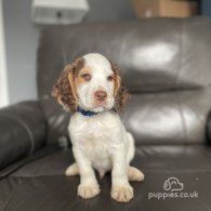 Cocker Spaniel (Working & Show) - Both