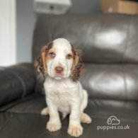 Cocker Spaniel (Working & Show) - Both