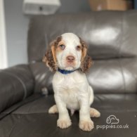 Cocker Spaniel (Working & Show) - Both