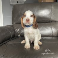 Cocker Spaniel (Working & Show) - Both