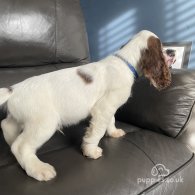 Cocker Spaniel (Working & Show) - Both