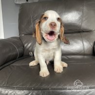 Cocker Spaniel (Working & Show) - Both