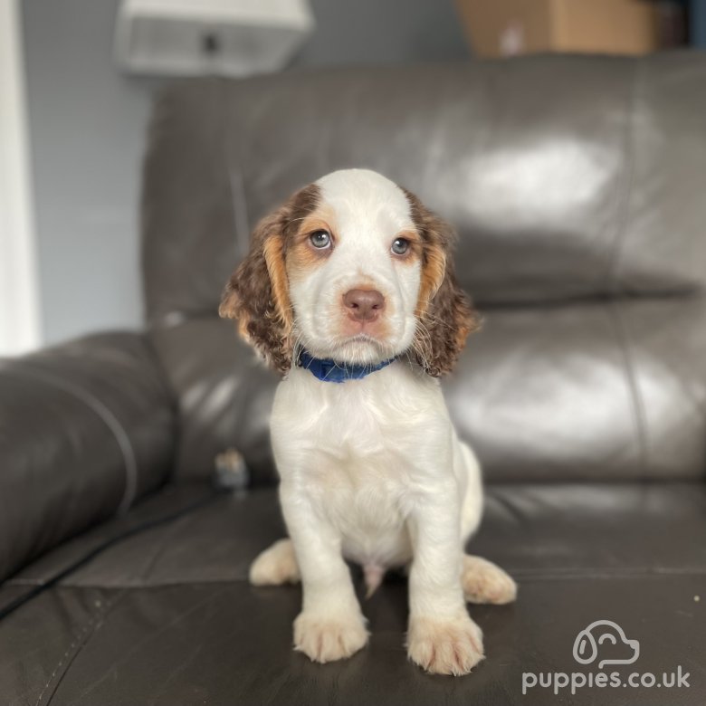 Cocker Spaniel (Working & Show) | Sale | Worksop, Nottinghamshire ...