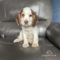 Cocker Spaniel (Working & Show) - Dogs