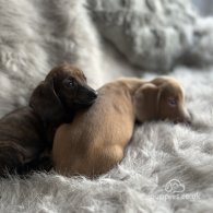 Dachshund (Standard & Miniature) - Dogs