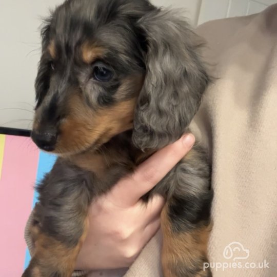 Long haired spotted on sale dachshund for sale