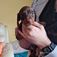 Dachshund (Standard & Miniature) - Dogs