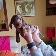 Dachshund (Standard & Miniature) - Dogs