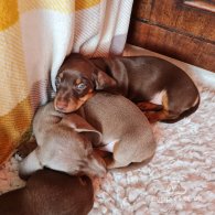 Dachshund (Standard & Miniature) - Dogs