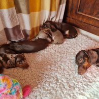 Dachshund (Standard & Miniature) - Dogs