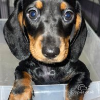 Dachshund (Standard & Miniature) - Both