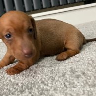 Dachshund (Standard & Miniature) - Both