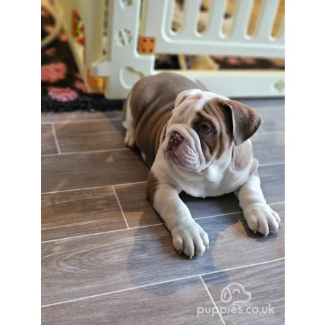 Merle english bulldog for sale best sale near me