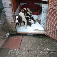 English Springer Spaniel - Dogs