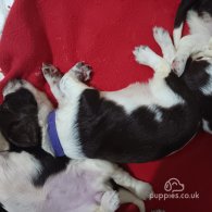 English Springer Spaniel - Both