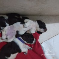 English Springer Spaniel - Both