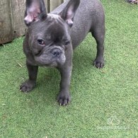 French Bulldog - Bitches