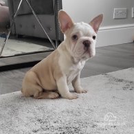 French Bulldog - Dogs