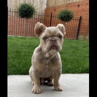 French Bulldog