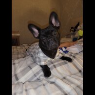 French Bulldog