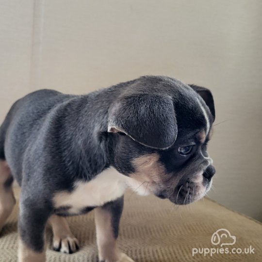 Exotic french bulldog puppies clearance for sale