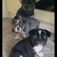 French Bulldog - Dogs