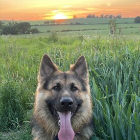 German Shepherd (Alsatian)