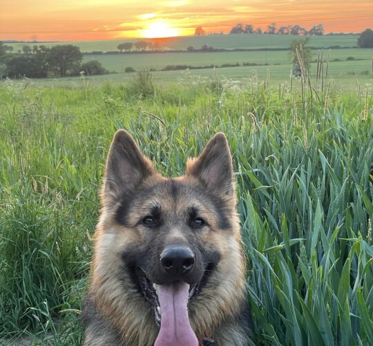 German Shepherd (Alsatian)