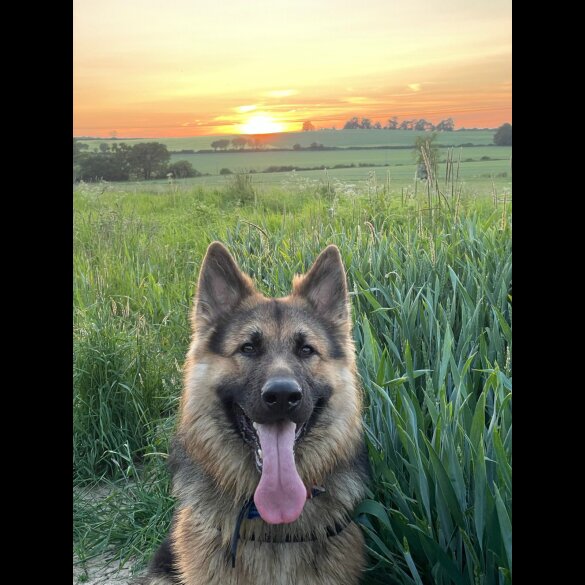 German Shepherd (Alsatian)