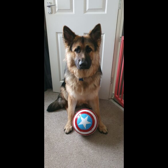 German Shepherd (Alsatian)