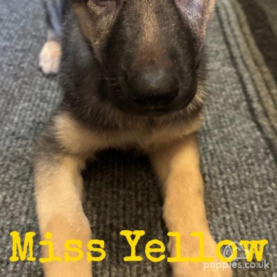 German shepherd puppy for sale sale near me