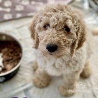 Goldendoodle - Both