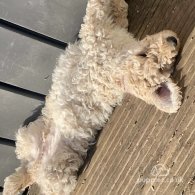 Goldendoodle - Both