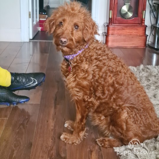 Labradoodle hot sale puppies yorkshire