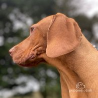 Hungarian Vizsla - Both