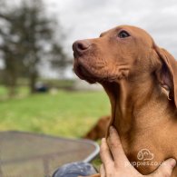 Hungarian Vizsla - Both