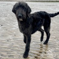 Labradoodle - Both